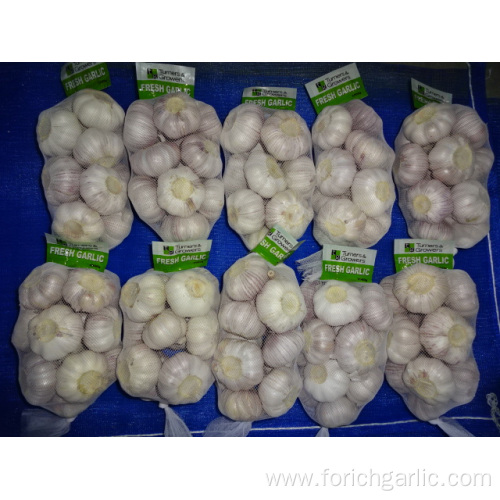 Normal White Garlic Crop 2019